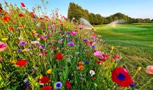 Outstanding Carnival Of Colour At Chipping Sodbury Golf Club